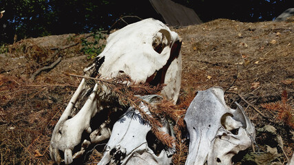 Animal skull photo at the farm on a sunny day