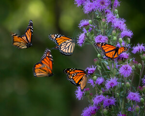 butterfly