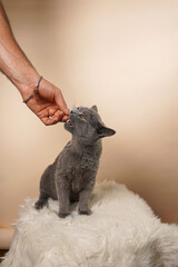Male hand feeding young british short-hair cat - a grey kitten on a white faux fur surface on a beige background