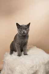 A young british short-hair cat - a grey kitten sitting on a white faux fur surface on a beige background