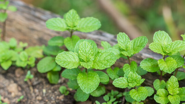 mint plant, popular fresh green organic fragrant herb grown in the garden, taken in shallow depth of field,natural background