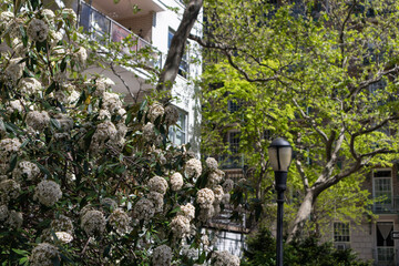 Beautiful Flowers and Green Plants at a Park on the Upper East Side of New York City during Spring