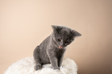A young british short-hair cat - a grey kitten sitting on a white faux fur surface on a beige background coughing - Powered by Adobe