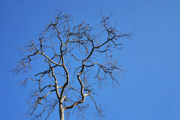 Dried avocado tree on blue sky background              