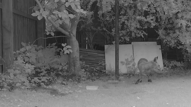 Infrared image of an urban fox (Vulpes) searching for food and then running away.