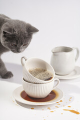 A grey british short-hair cat kitten smelling a white porcelain cup with cappuccino stacked in another mug on a white saucer plate on a white surface
