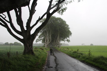 The Dark Hedges, Irlanda. Precioso camino de hayas y setos.