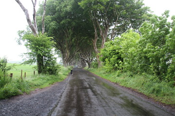 The Dark Hedges, Irlanda. Precioso camino de hayas y setos.