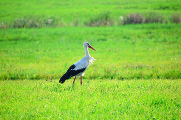 Obraz na płótnie Canvas the stork in the grass looking for food 