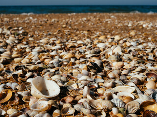 seashells on the beach ocean landscape close-up