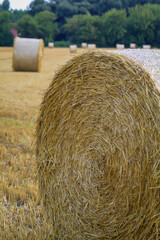 Auf einem abgeernteten Getreidefeld liegen runde Rollen mit Stroh herum.
