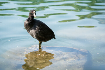 Schwarzer Wasservogel