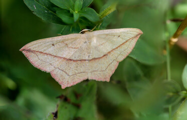 Nahaufnahme von einem Tagfalter. Schmetterling.
