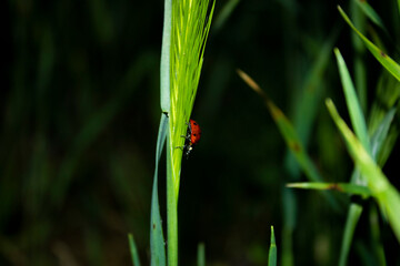 ladybug on a leaf