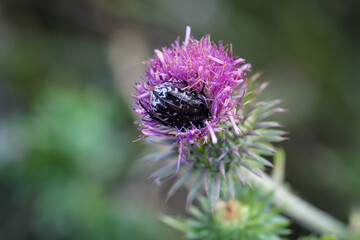 Ein Trauerrosenkäfer auf einer Distel.