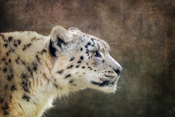 Watchful and alert adult snow leopard, Panthera uncia, side profile with space for text. Textured,...