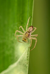 Eine Kräuseljagdspinne, Spinne sitzt auf dem Blatt einer Wasserlilie.
