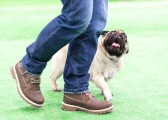 well-mannered dog of bred pug walking next to the owner's feet and looks into his eyes