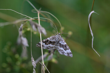 Nahaufnahme von einem Tagfalter. Schmetterling.