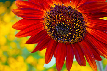 Close-Up of Isolated bright red sunflower (helianthus) head on a blurred yellow background -09