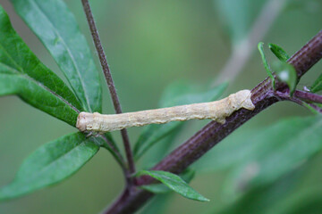Nahaufnahme einer Raupe eines Spanner, eventuel eines Frostspanners oder ähnliches.