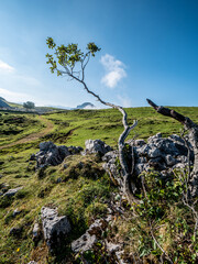 arbuste sur les hauteurs