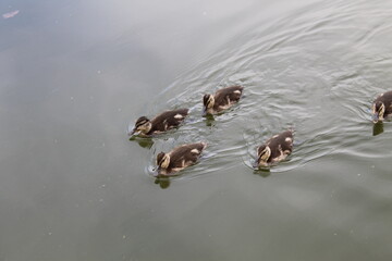 duck in the water