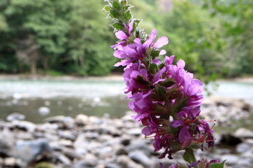 Wild little flower. On the flower sits a wild bee. In the fruce of the flowers and the bee.