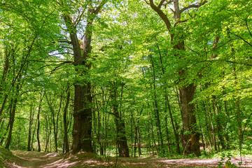 Footpath in deciduous forest in spring sunny weather