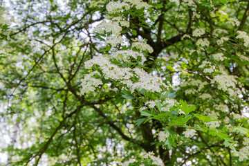 Fototapeta na wymiar Branch of the flowering hawthorn in spring forest, close-up