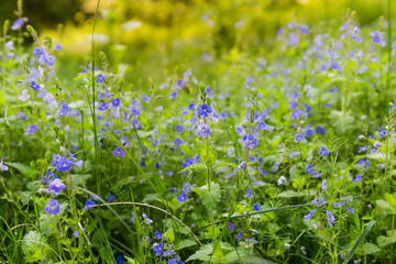 Flowering Veronica Chamaedrys among the herbs on glade, selective focus