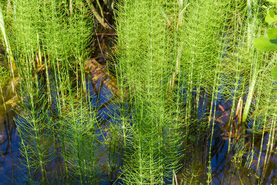 Horsetail growing in the swamp in early summer