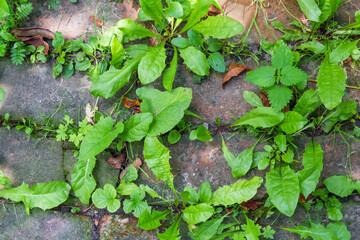 Various plants growing out of cracks in old brick walkway