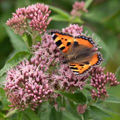 Small Tortoiseshell butterfly, Aglais urticae on Hemp-agrimony Eupatorium cannabinum.