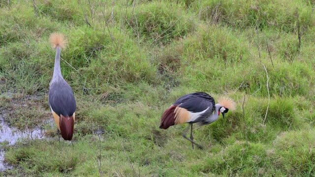 a pair of black crowned cranes (Balearica pavonina) in Arusha National Park, Tanzania, Africa
