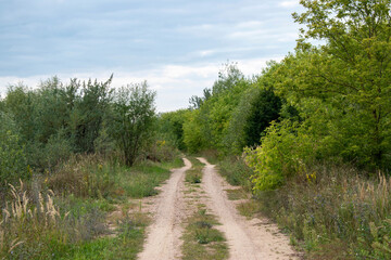 Fototapeta na wymiar the road in the grove before the rain