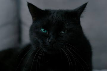 zniecierpliwiony czarny kot