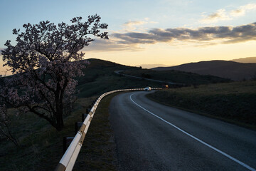 Image of cherry blossoms near the highway.