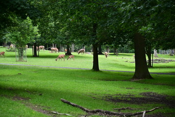 Rehe und Hirsche zwischen Bäumen im Wildpark Knüll, Knüllwald in Homberg (Efze), Hessen, Deutschland
