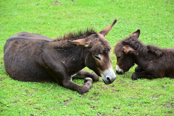 Esel oder Muli liegt mit Jungtier auf Gras, im Wildpark Knüll bei Homberg (Efze), Hessen,...
