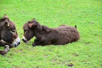 Fototapeta premium Esel oder Muli liegt mit Jungtier auf Gras, im Wildpark Knüll bei Homberg (Efze)