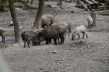 Gruppe Wildschweine mit Jungtiere / Nachwuchs im Wildpark Knüll bei Homberg (Efze)