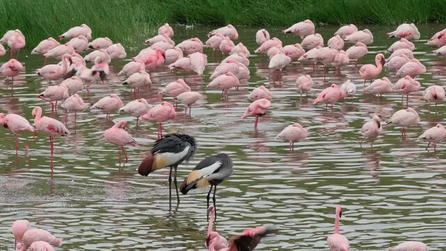 a pair of black crowned cranes (Balearica pavonina) in between a flock of Lesser flamingos (Phoeniconaias minor), Arusha National Park, Tanzania