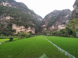 rice fields