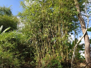 trees, bamboo, river