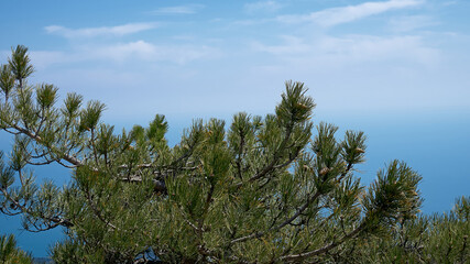 Pine tree on the rock. Rocky Mountains.