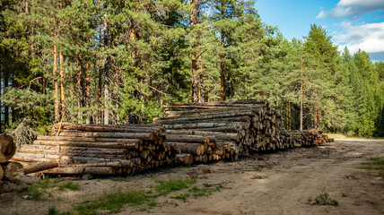 trunks of sawn trees piled in a heap
