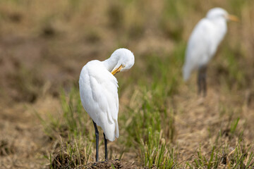 羽根を繕うアマサギ