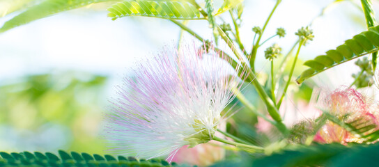 Albitsia Lenkoran - lat. Albizia julibrissin. A beautiful southern tree and its pink flowers. close-up of flowers on a branch