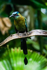 Motmot bird in Costa Rica during a rainy day.